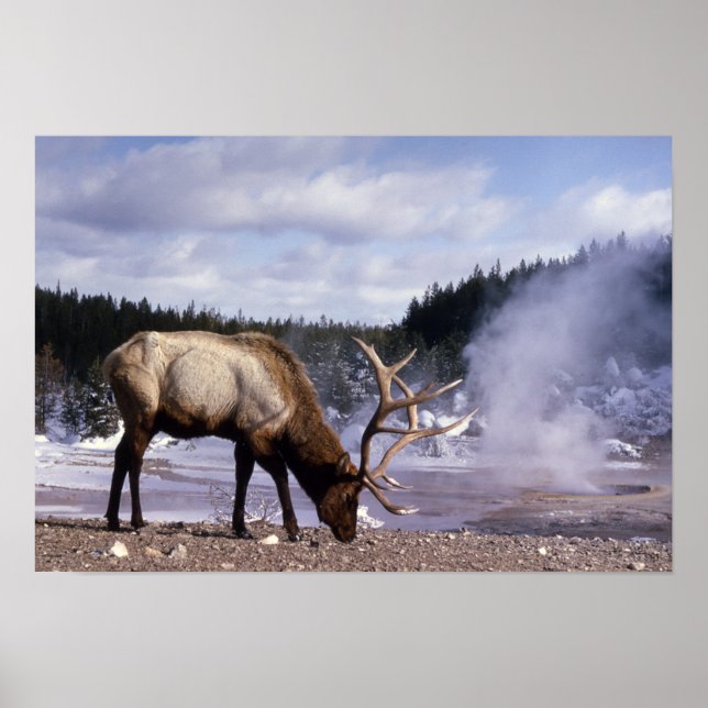 American Elk in Winter Print Poster (Framsidan)
