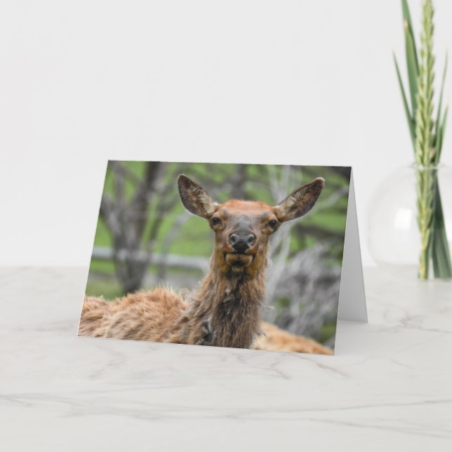 American Elk Notecard Kort (Framsida)