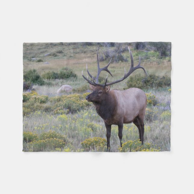 American Elk | Rocky National Park, Colorado Fleecefilt (Framsidan (Horisontell))