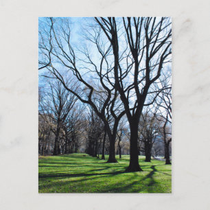 American Elm Träd vycard Vykort