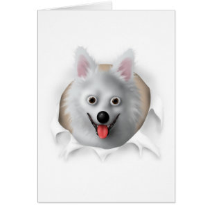 American Eskimo Busting Out Hälsningskort