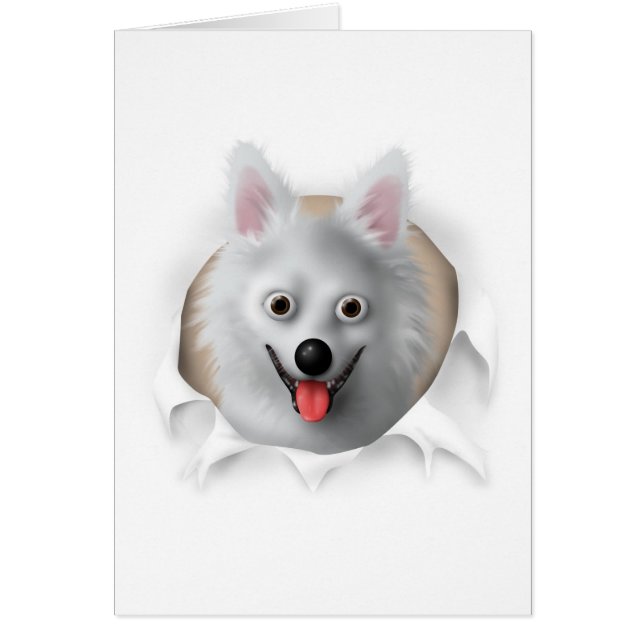 American Eskimo Busting Out Hälsningskort (Framsidan)