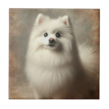 American Eskimo Dog
