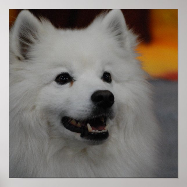 American Eskimo Dog Poster (Framsidan)