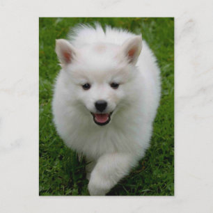 American Eskimo Eskie Puppy Hund Blank Postcard Vykort