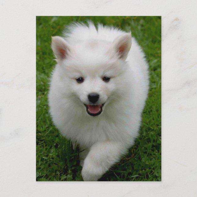 American Eskimo Eskie Puppy Hund Blank Postcard Vykort (Framsida)