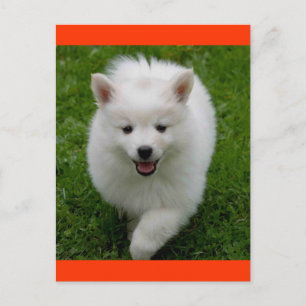 American Eskimo Eskie Puppy Hund Blank Postcard Vykort
