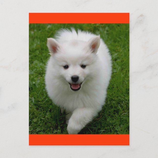 American Eskimo Eskie Puppy Hund Blank Postcard Vykort (Framsida)