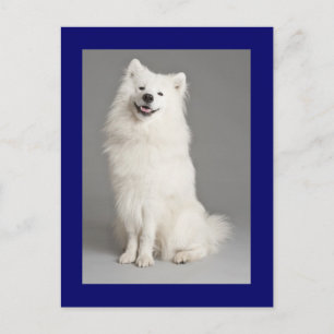American Eskimo Eskie Puppy Hund Blank Postcard Vykort