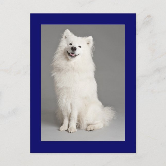 American Eskimo Eskie Puppy Hund Blank Postcard Vykort (Framsida)