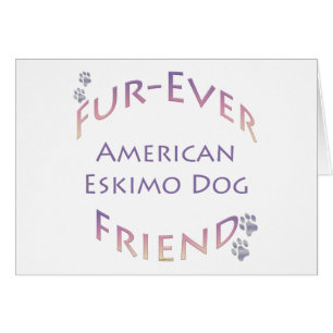 American Eskimo Hund Furever Hälsningskort