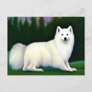 American Eskimo Hund Vykort