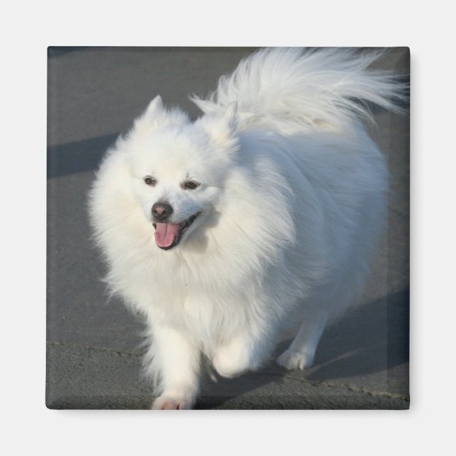 American Eskimo Magnet (Framsidan)