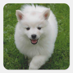 American Eskimo Puppy Hund Sticker / Etikett