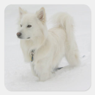 American Eskimo Puppy Hund Sticker/Label Fyrkantigt Klistermärke