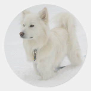 American Eskimo Puppy Hund Sticker/Label Runt Klistermärke