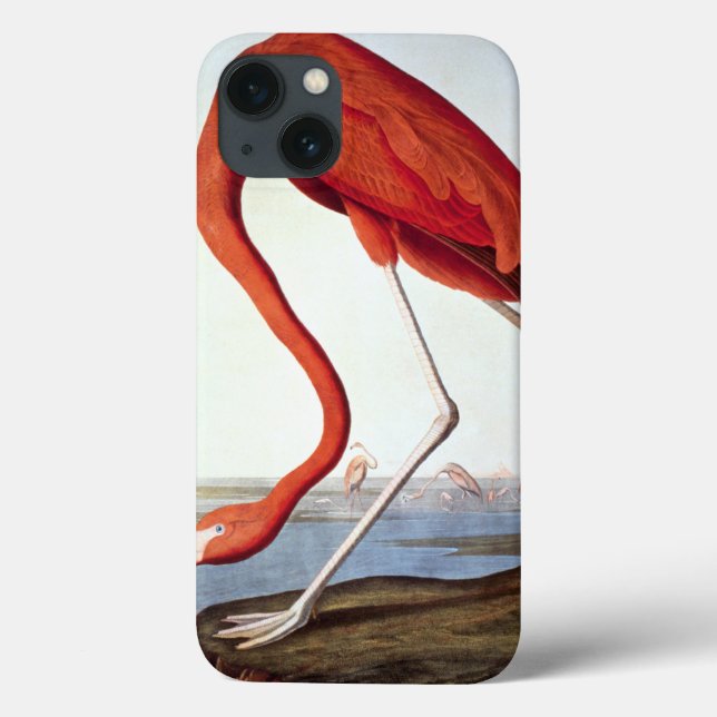 American Flamingo (Baksida)