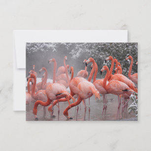 American Flamingo Anteckningskort