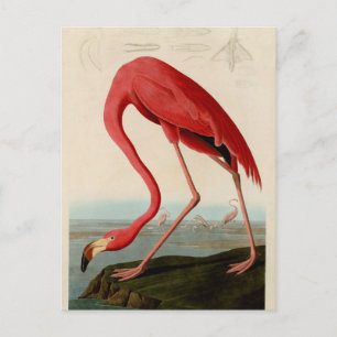 American Flamingo av Audubon Vykort