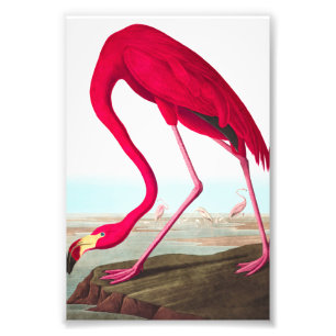 American Flamingo av John James Audubon Fototryck