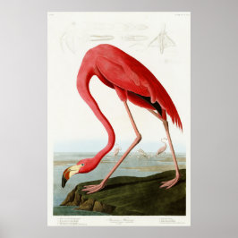 American Flamingo av John James Audubon Poster