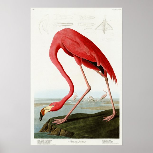 American Flamingo av John James Audubon Poster (Framsidan)