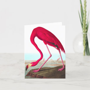 American Flamingo av John James Audubon Tack Kort