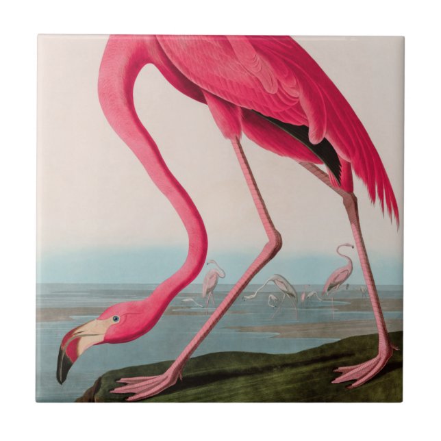 American Flamingo Birds of America Audubon Print Kakelplatta (Framsidan)