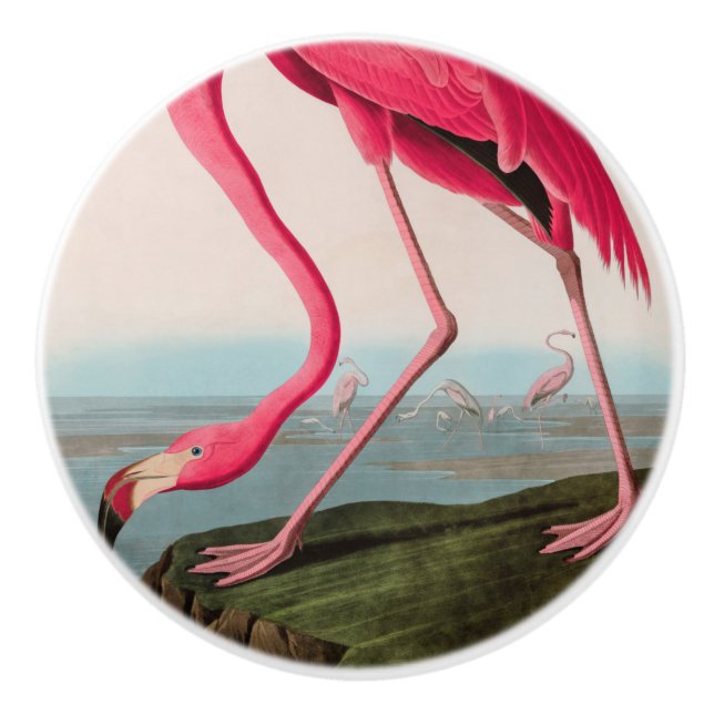 American Flamingo Birds of America Audubon Print Knopp (Framsidan)
