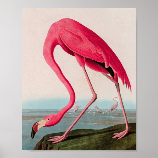 American Flamingo Birds of America Audubon Print Poster (Framsidan)