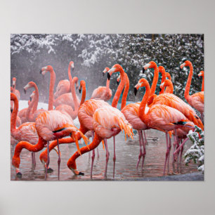 American Flamingo, färglös fågel. Poster