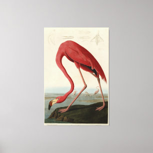 American Flamingo från Audubons Birds of America Canvastryck