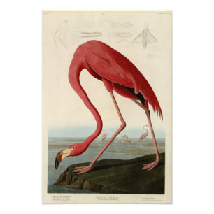 American Flamingo från Audubon's Birds of America Fototryck