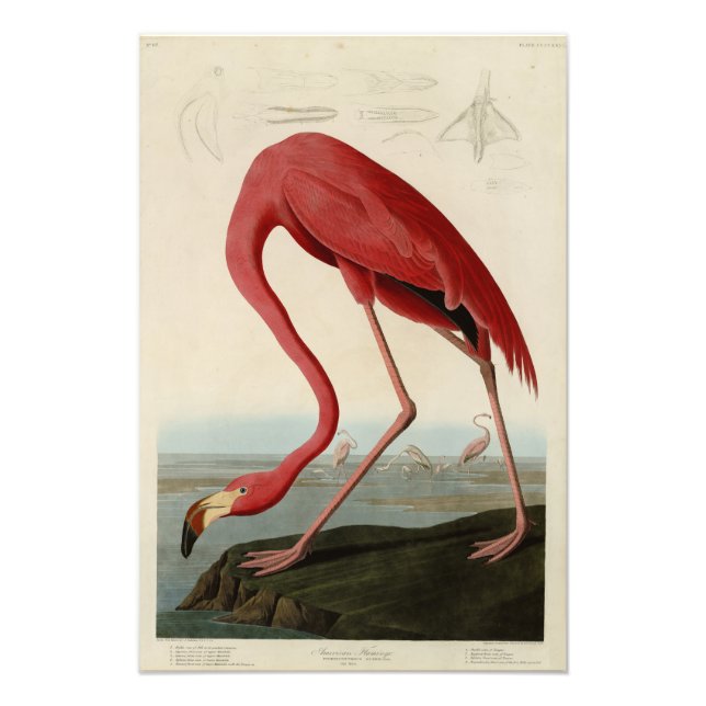 American Flamingo från Audubon's Birds of America Fototryck (Framsidan)