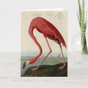 American Flamingo från Audubon's Birds of America Kort