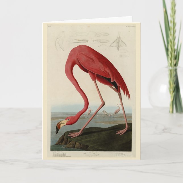 American Flamingo från Audubon's Birds of America Kort (Framsida)