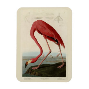 American Flamingo från Audubon's Birds of America Magnet