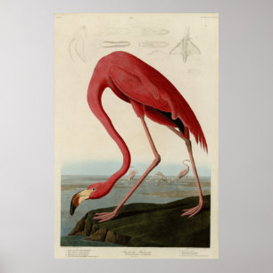 American Flamingo från Audubons Birds of America Poster
