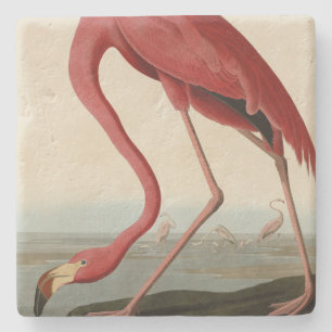 American Flamingo från Audubon's Birds of America Stenunderlägg