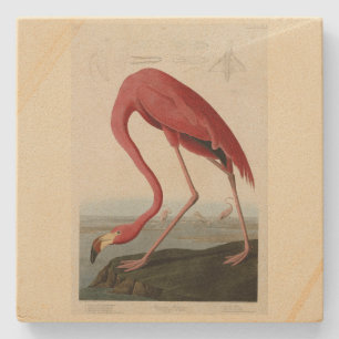 American Flamingo från Audubon's Birds of America Stenunderlägg