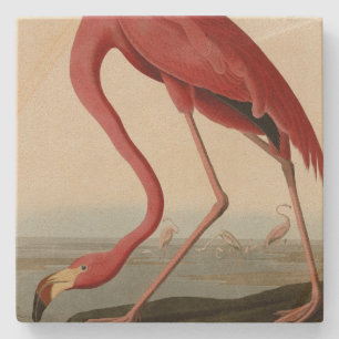 American Flamingo från Audubon's Birds of America Stenunderlägg