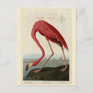 American Flamingo från Audubon's Birds of America Vykort