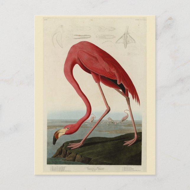 American Flamingo från Audubon's Birds of America Vykort (Framsida)