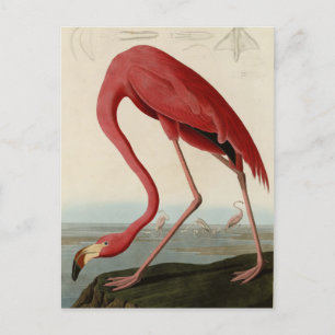 American Flamingo från Audubon's Birds of America Vykort