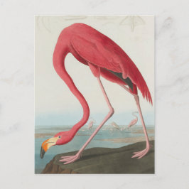 American Flamingo.. J.J. Audubon Vykort