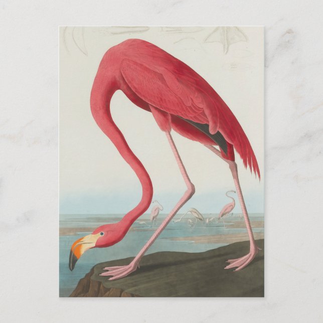 American Flamingo.. J.J. Audubon Vykort (Framsida)