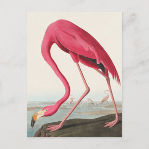 American Flamingo John Audubon Vykort