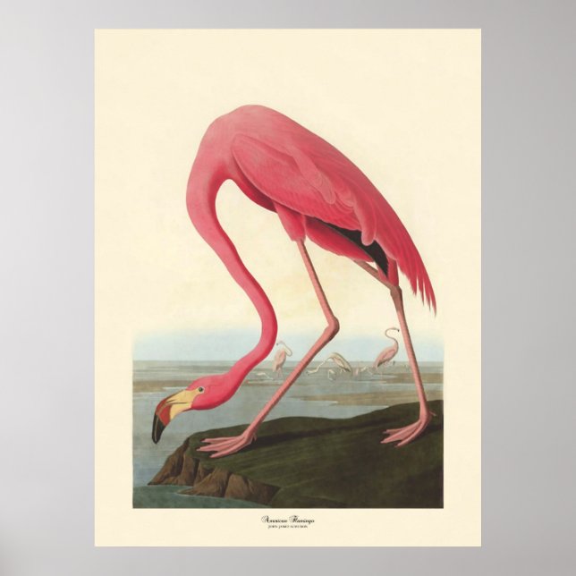 American Flamingo | John James Audubon Poster (Framsidan)
