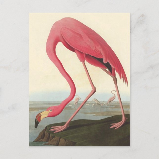 American Flamingo | John James Audubon Vykort (Framsida)