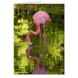 American Flamingo OBS Kort